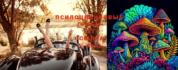 прущие грибы Горно-Алтайск
