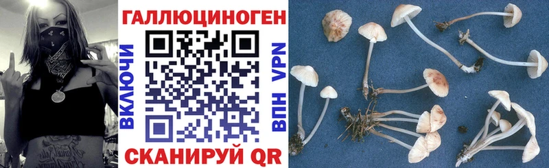 Псилоцибиновые грибы Cubensis  Салават 
